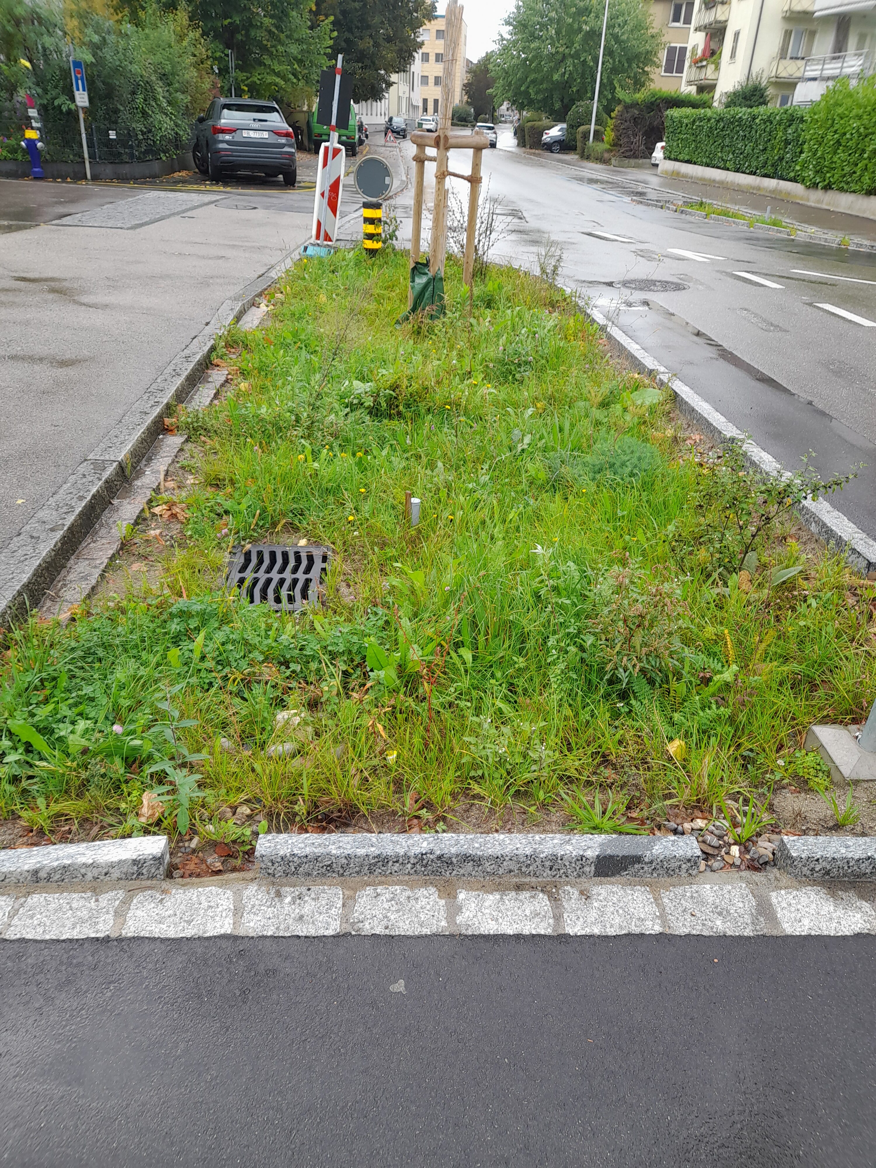 Versickerungsmulde mit hoch gewachsenem Gras