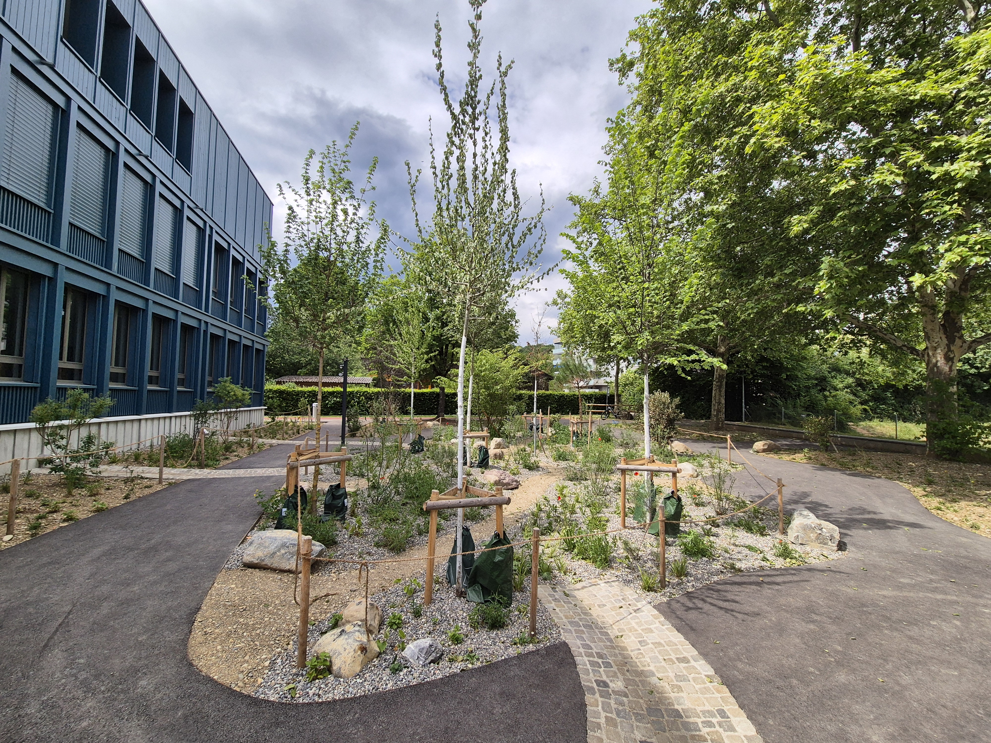 Entsiegelte BauminseI, Mai 2025:.Offene gepflasterte Rinnen leiten Platz- und Dachwassers in die Fläche.