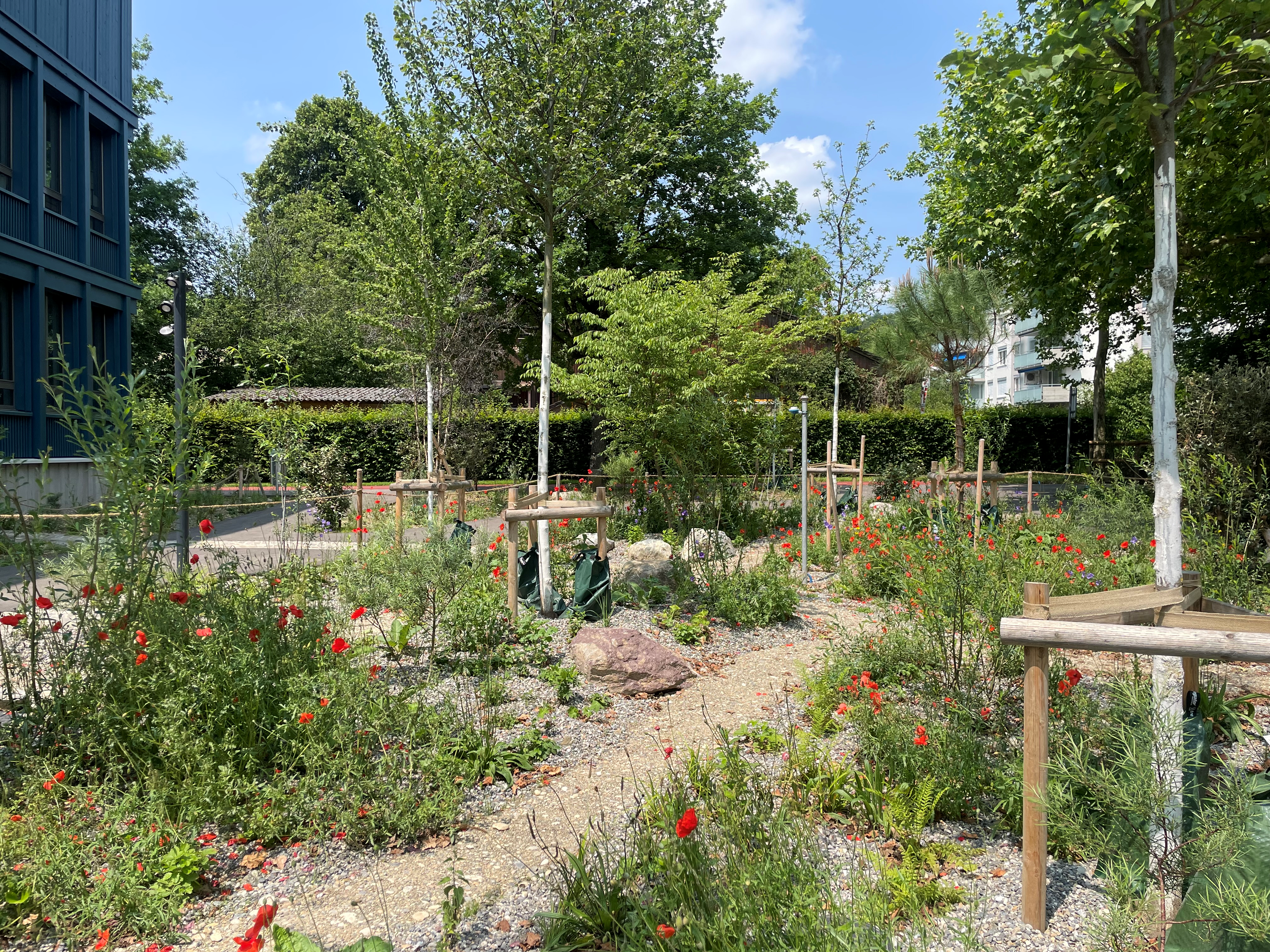 Bauminsel im ersten Vegetationsjahr (Juni 205) mit blühendem Mohn und junger Baumbepflanzung. Wege führen durch die Fläche und machen das Schwammstadtelement künftig erlebbar.